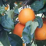 Tatil Evi Quintinha Dos Cedros Alfândega da Fé