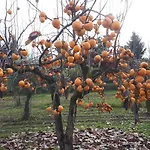 Tatil Evi Quintinha Dos Cedros Alfândega da Fé