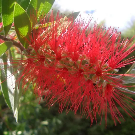 Quintinha Dos Cedros Tatil Evi Alfândega da Fé