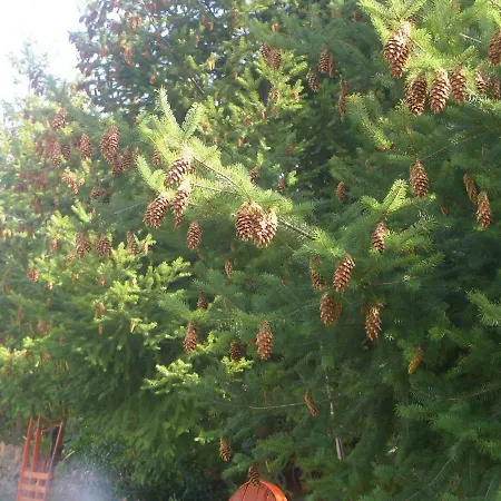 Prázdninový dům Quintinha Dos Cedros