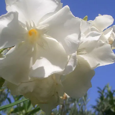 Quintinha Dos Cedros Tatil Evi *