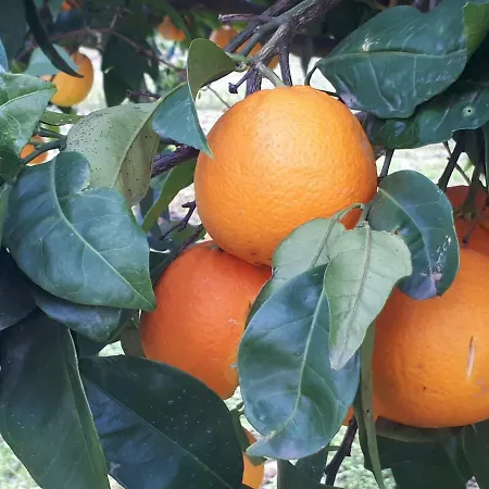 Tatil Evi Quintinha Dos Cedros Alfândega da Fé