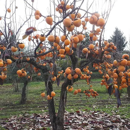 Ferienhaus Quintinha Dos Cedros Alfândega da Fé