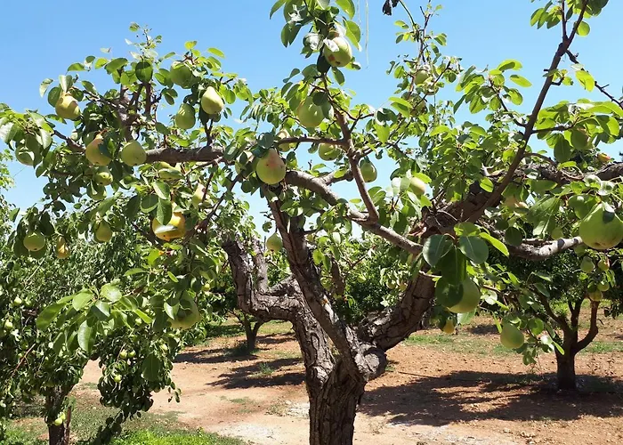 Quintinha Dos Cedros Дом отдыха *