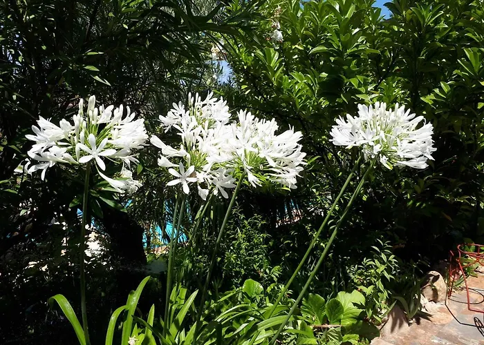 Quintinha Dos Cedros