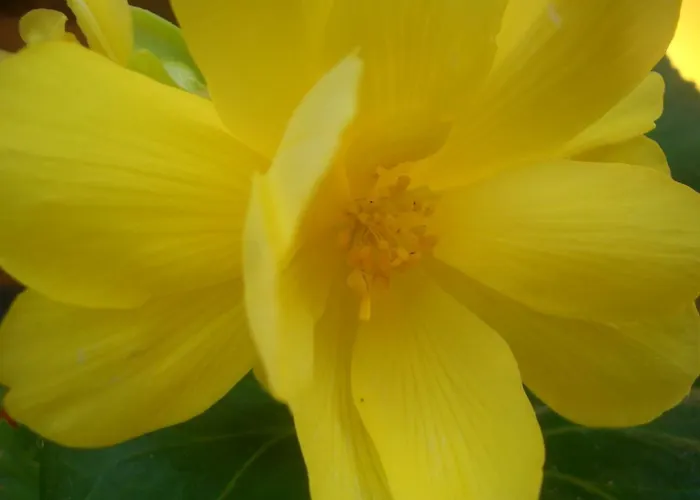 Quintinha Dos Cedros * Алфандега-да-Фе