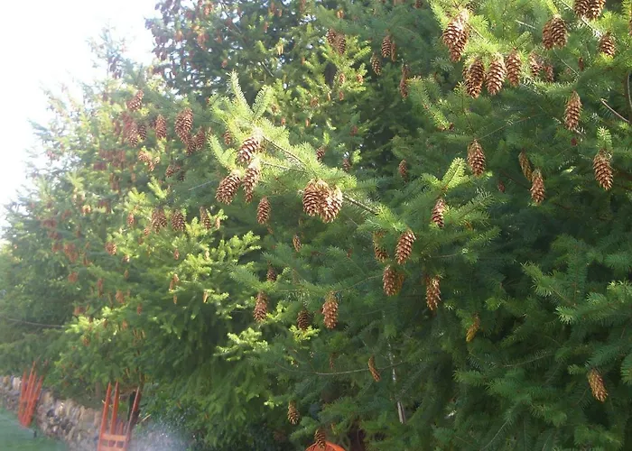 Дом отдыха Quintinha Dos Cedros