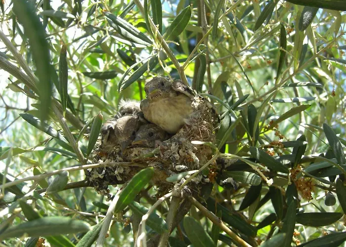 Quintinha Dos Cedros 度假居 *