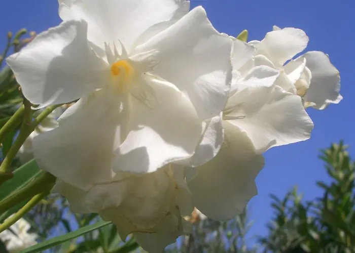 Quintinha Dos Cedros Дом отдыха *