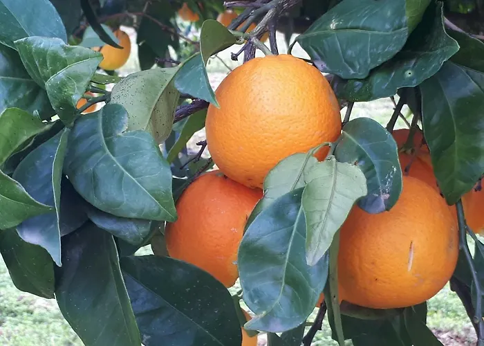 Дом отдыха Quintinha Dos Cedros Алфандега-да-Фе