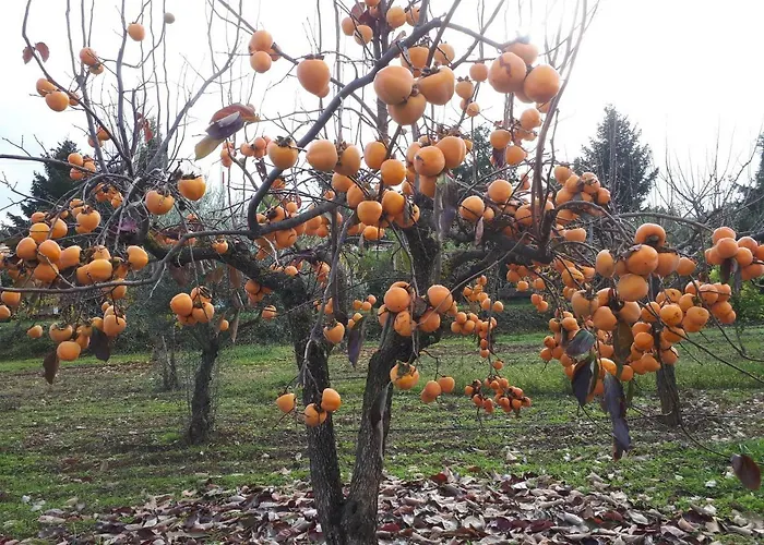 Holiday home Quintinha Dos Cedros Alfandega Da Fe
